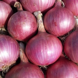 oignons rouge 2