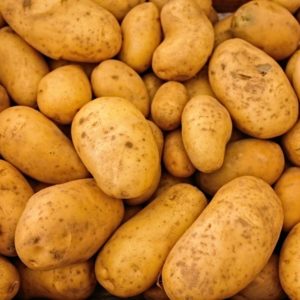Pomme de Terre Nicolas Fermes