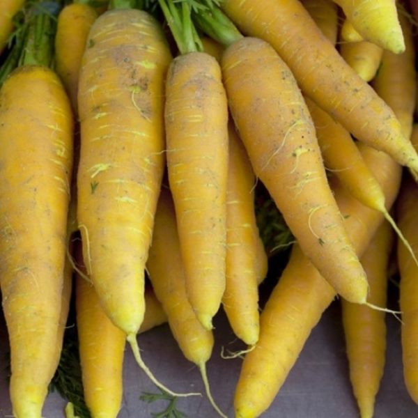 carottes jaune 2