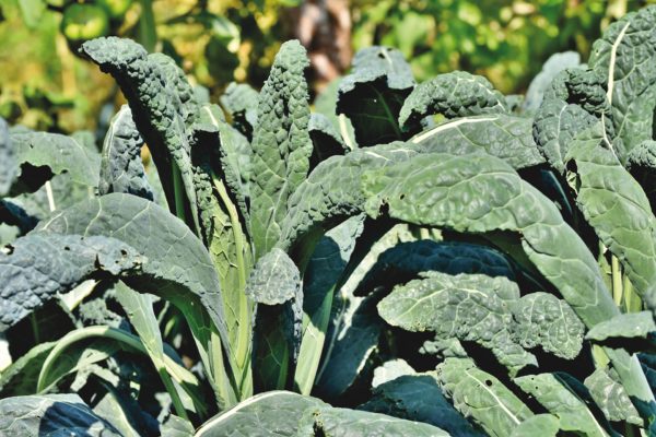 Cavalo Nero