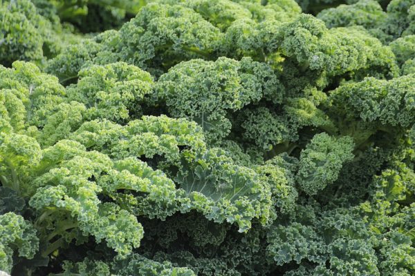 Chou Kale
