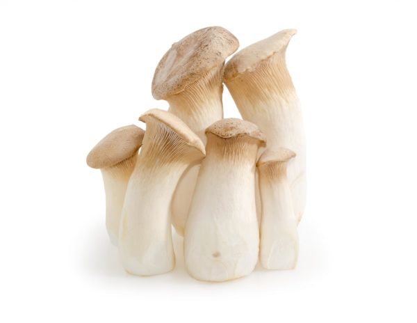 Champignon Eryngii