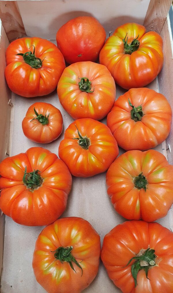 Tomate ancienne rouge cdb