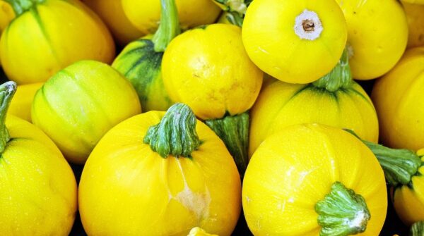 Courgette ronde jaune